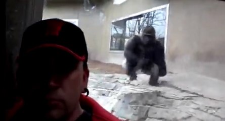 La charge impressionnante d'un gorille sur un visiteur de zoo