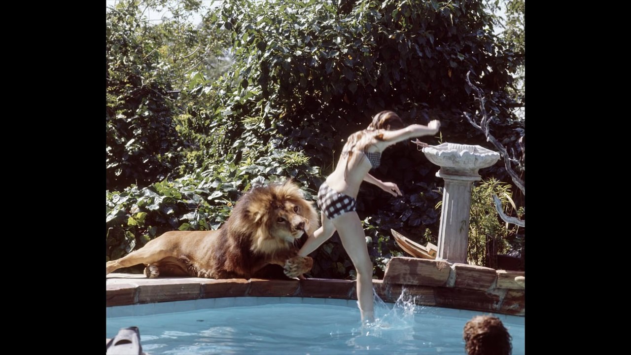 In 1971 This Family Lived with a Real Lion Named Neil