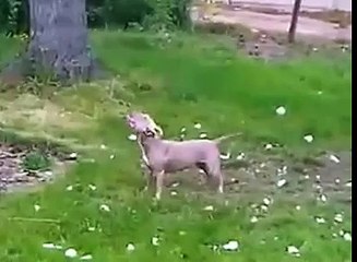 FUNNIEST GYMNAST  DOG VIDEO  - Hilarious JUMP - The amazing Act of My Dog - Funny video