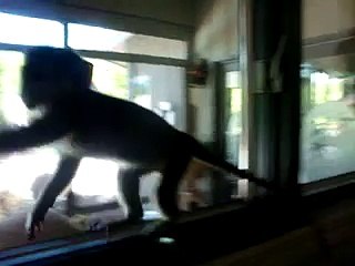 KING KONG GREEN GUENON MONKEY DISCOVERS HE HAS A PENIS 3(1)