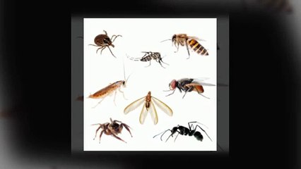 Label Checks Before Calling Professional Pest Control Frisco TX