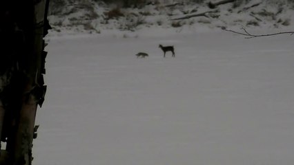 Coyote vs Deer