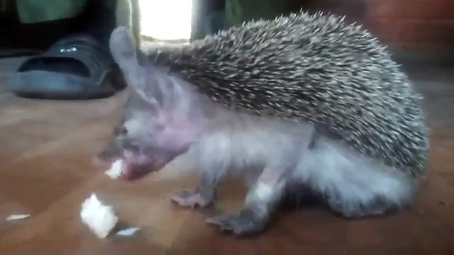 Пограничный ежик Володя