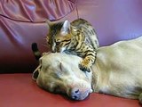 Cat massaging a dog's head