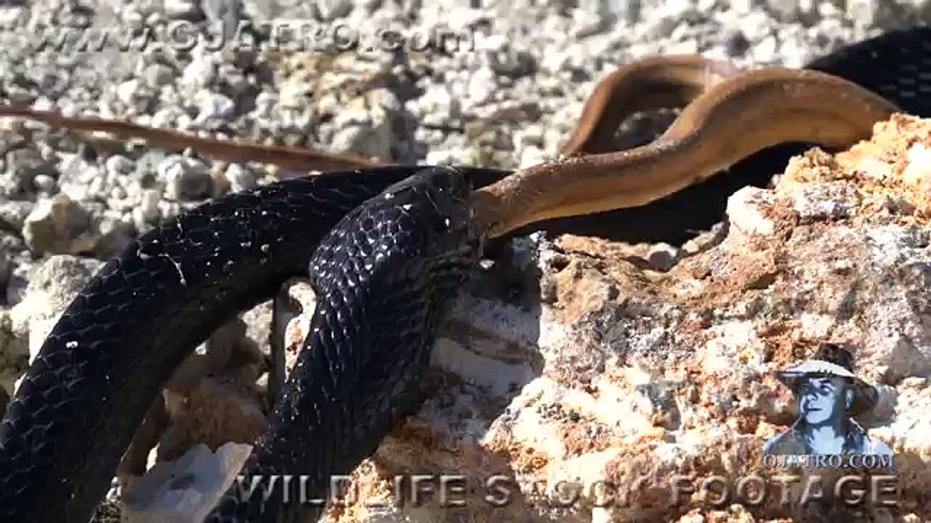 ⁣Indigo Snake Eats Rat Snake