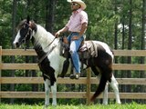Robi FEARLESS and SMOOTH Spotted Tennessee Walking Horse Trail Horse Deluxe For Sale