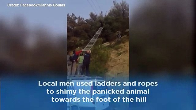 Goat rescued after getting trapped on overhead cable
