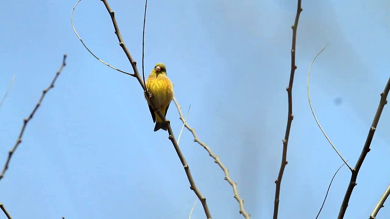 ♪鳥くん野鳥動画（中国）チョウセンカワラヒワさえずりOrientalGreenFinch