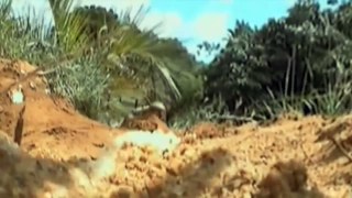 Discovery channel animals documentary - Croc kills Lion Nature documentary films 2016