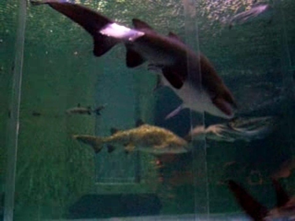 requins