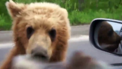 Quand les ours se mettent à faire la manche en pleine route en Russie!