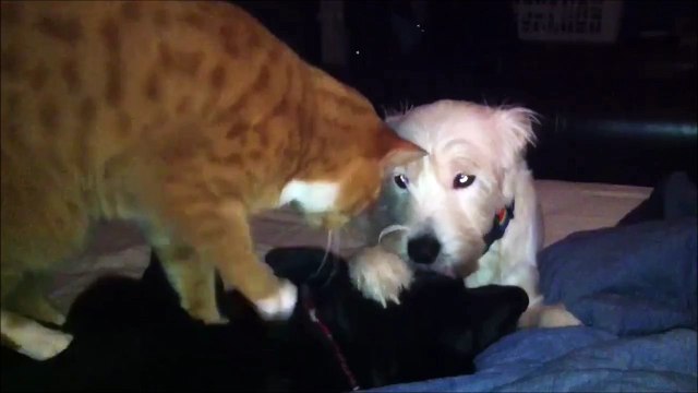 Moment détente pour ce chien qui se fait masser par un chien et un chat