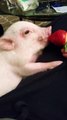 Un bébé cochon mange une énorme Fraise dans la main de son maître