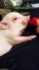Un bébé cochon mange une énorme Fraise dans la main de son maître