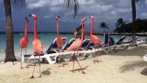 Des flamants roses viennent se détendre avec des touristes sur une plage