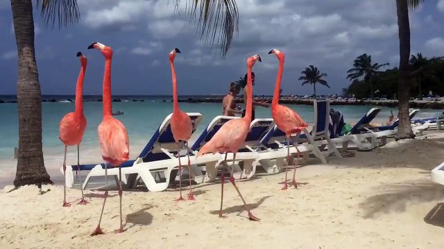 Des flamants roses viennent se détendre avec des touristes sur une plage