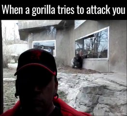 Ce gorille en veut à cet homme. Attaque impressionnante au zoo