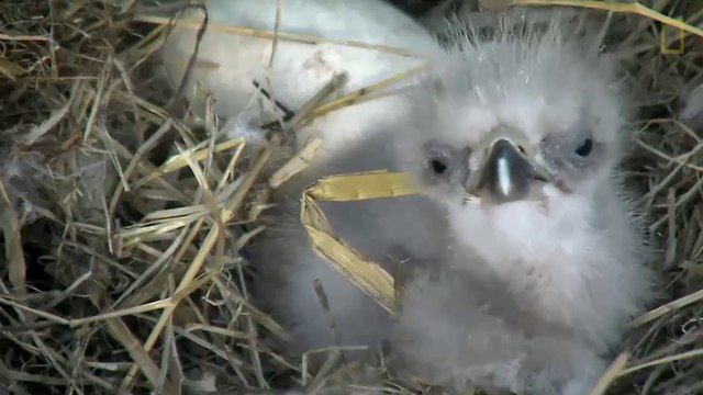 Des bébés aigles d'amérique filmés dans leur nid après leur naissance...