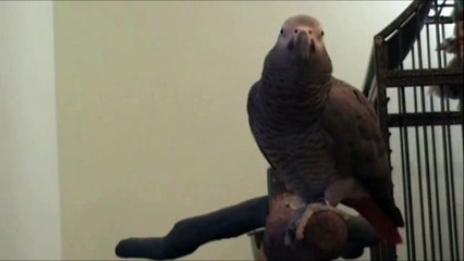 Ce Perroquet fait du Beatbox toute seule !