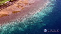 Alerte au blanchiment de la grande barrière de corail