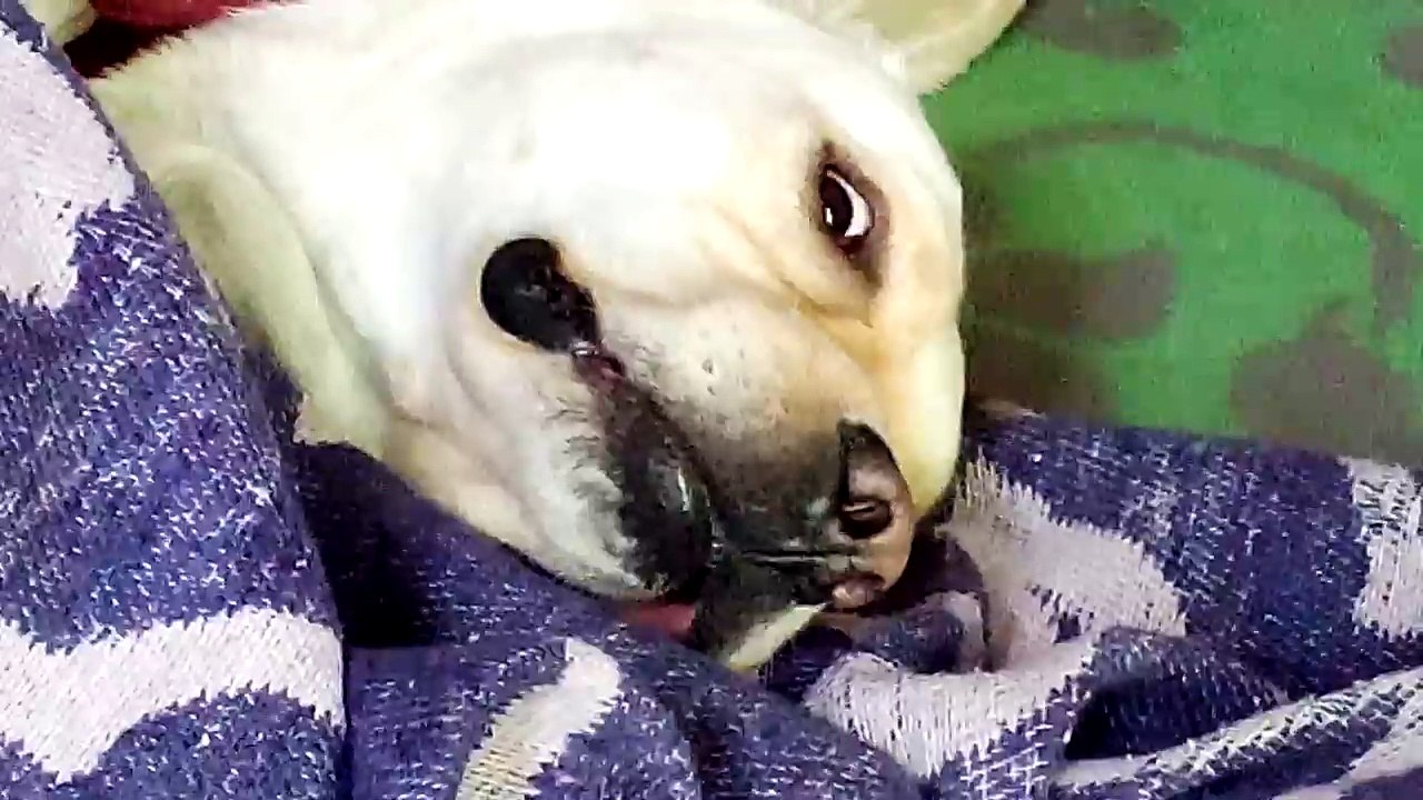 Funny Dog Pout on Owners