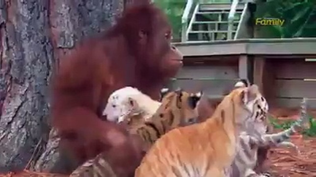 Praise God and let his mercy in animals