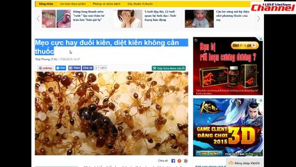 219. Tỗng Hợp Mẹo cực hay đuổi kiến, diệt kiến không cần thuốc NEW