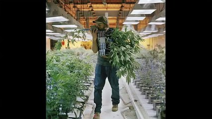 Exposure Marijuana with Lynn Johnson (2015) photographer distills a complicated subject matter down to iconic frames [33