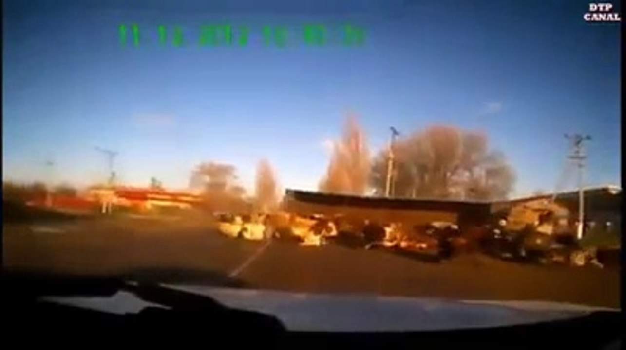 animal and Crashes
