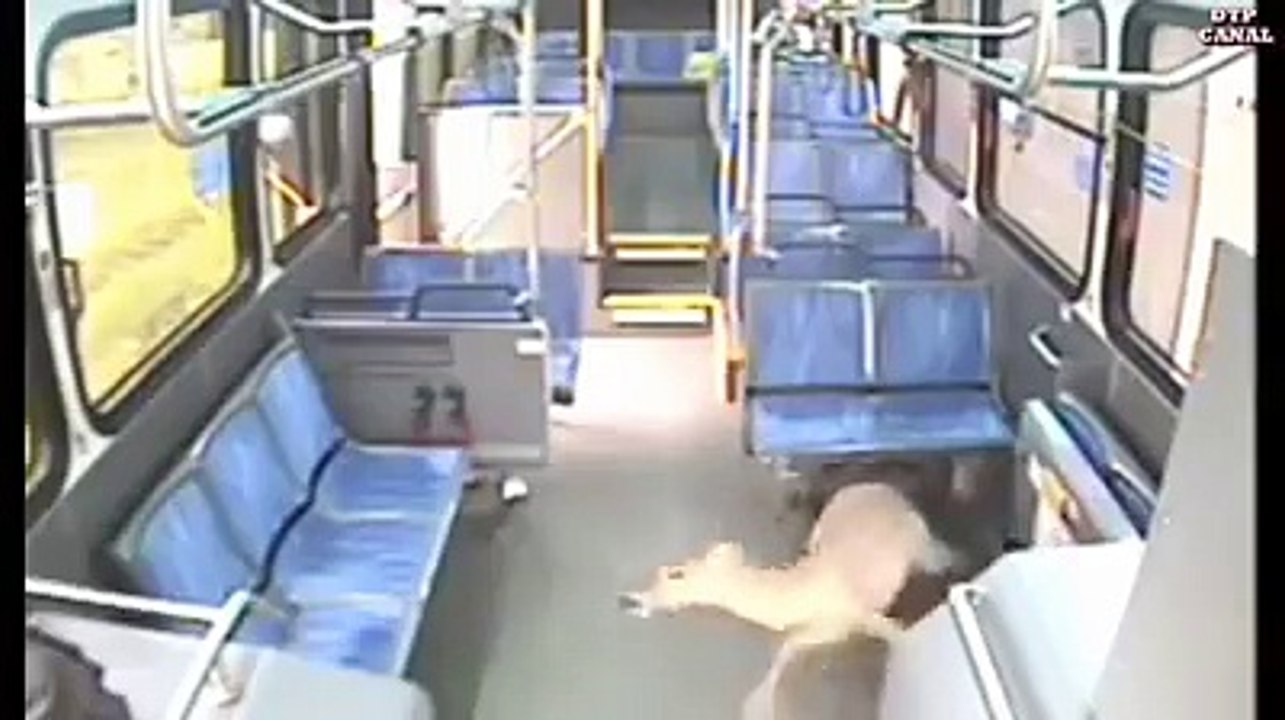 Animal and Crashes