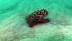 Une raie cachée dans le sable attaque une pieuvre camouflée ! Combats sous-marins