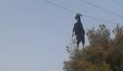 L'improbable sauvetage d'une chèvre suspendue à un câble électrique