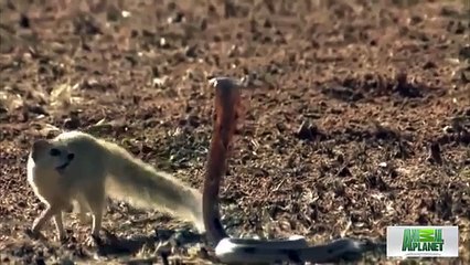 Mongoose attacking cobra -