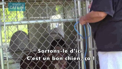 Badass, organisation au secours des chiens