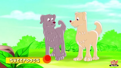 Animal Facts in Hindi - Sheepdogs