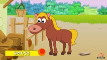 Animal Facts in Hindi - Horse