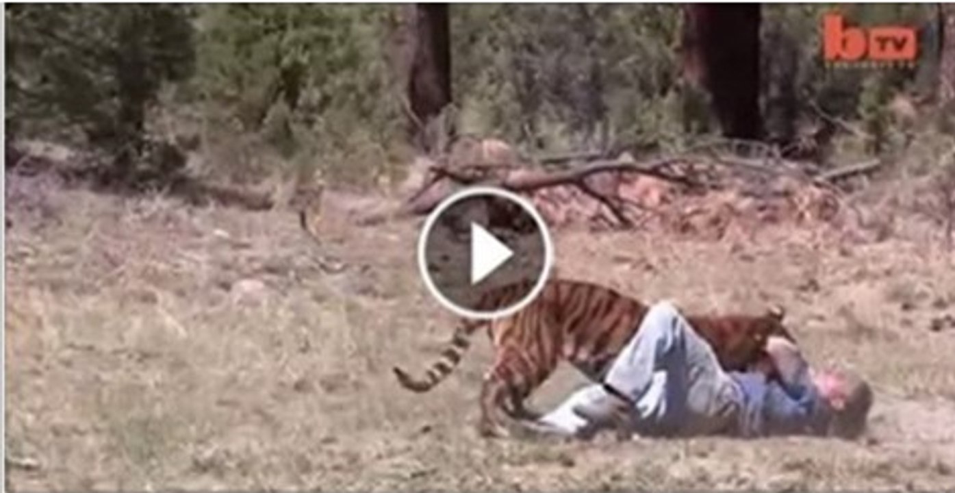 Tiger Attacks Man Real Tiger Attack Stunt