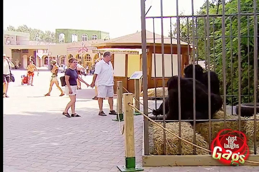 Gorilla Pranking Humans