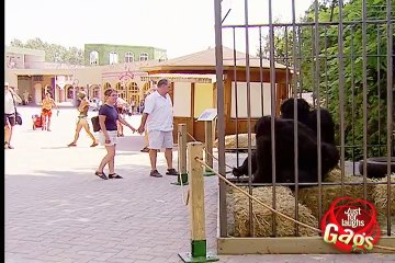 Gorilla Pranking Humans
