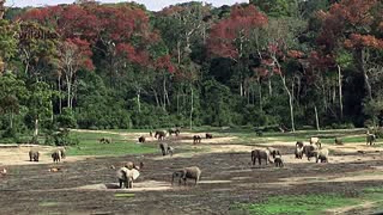 12. United for Wildlife and Angry Birds  fighting illegal wildlife trade