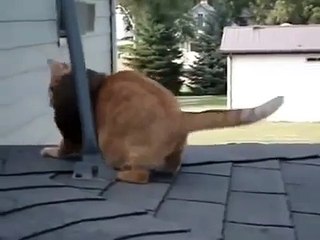 Cet écureuil gratte l'amitié à un chat. Tellement adorable