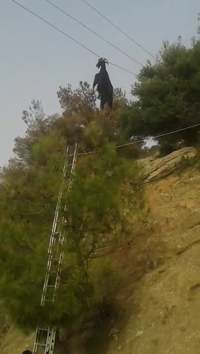 Sauvetage d'une chèvre coincé dans des fils électriques à 5m du sol. Dingue