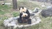 Bébé panda ne veut pas prendre son bain et se débat avec sa mère