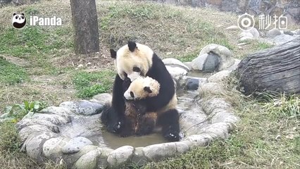 Bébé panda ne veut pas prendre son bain et se débat avec sa mère