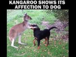 Kangaroo Shows Its Affection To Dog