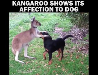 Kangaroo Shows Its Affection To Dog