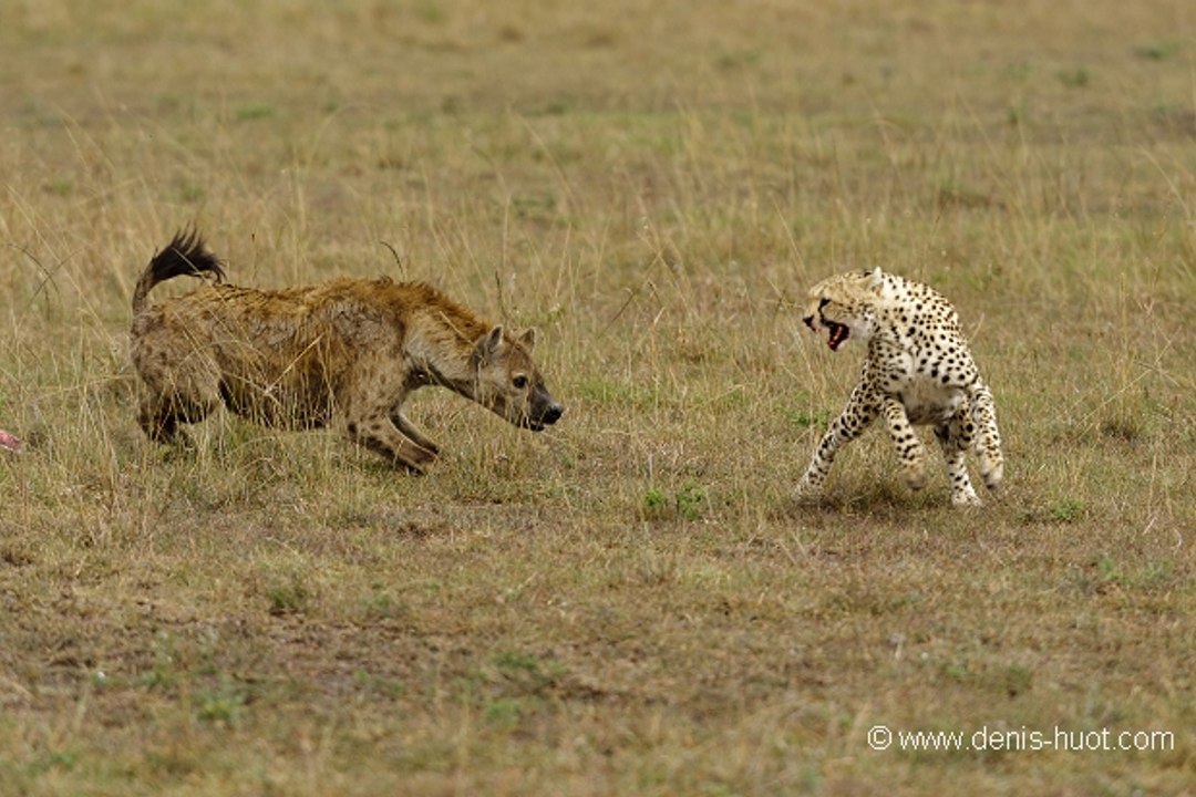 Guépards & Hyènes - ST (2016)