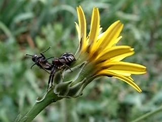 L'araignée et la mouche