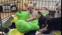 10 Funniest Chihuahua Videos