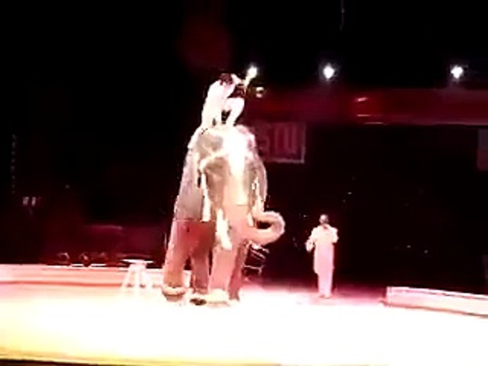 Amazing elephant in circus